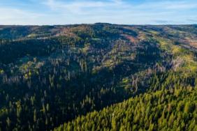 The Time for Action Is Now, the Time for Trees Is Now Image.
