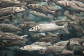 Cargill Announces Progress on Aqua Nutrition Sustainability Image.