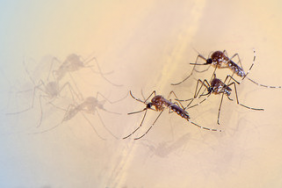 Les entomologistes de SC Johnson présentent trois conseils pour prévenir les piqÃ»res de moustiques au cours de l’été Image.