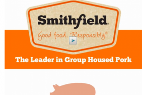 Smithfield Foods Achieves Industry-Leading Animal Care Commitment, Unveils New Virtual Reality Video of Its Group Housing Systems Image.