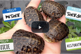 Consumers Energy Releases 12 Rare Blanding’s Turtles Protected During Natural Gas Pipeline Project Image.