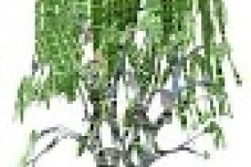 A (Virtual) Tree Grows in Baltimore Image.