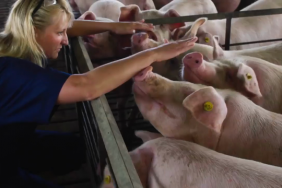 Smithfield Foods Releases Animal Care Section of 2017 Sustainability Report, New Virtual Reality Video of Hog Operations Image.