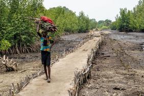 Saving People and Mangroves on Sierra Leone's Coast Image.