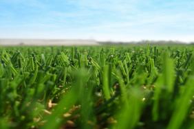 Organic Infill Replaces Car Tires in Turf Image.