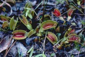 Bold New Georgia-Pacific Policy Increases Protection for Millions of Acres of South's Natural Hardwood Forests Image.