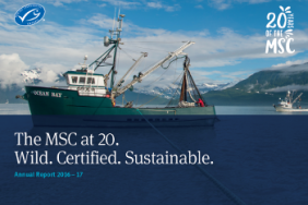 20 Years on 14% of Wild Seafood Engaged With the MSC Program Image
