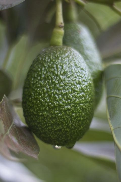 avocado growing on a tree 