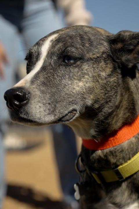 close-up of dog on a leash at a pet adoption event