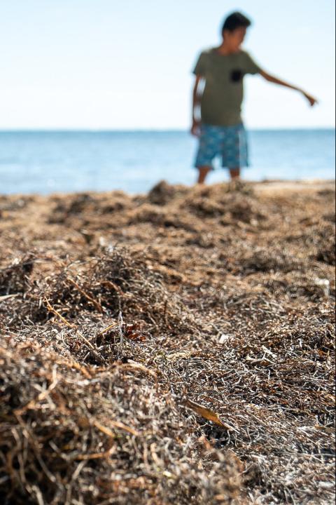 A photo of a boy on a beach in Mexico that is covered in sargassum seaweed.