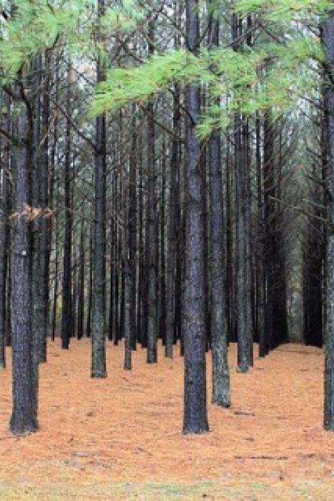 640px-Pinus_taeda_plantation.jpg