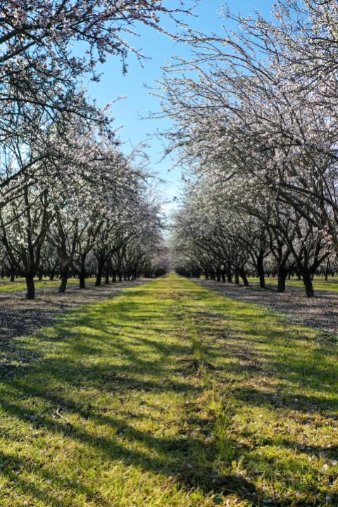 Rows of almond trees growing on the Kind Almonds Acres Initiative's 500-acre space in Fresno, California.