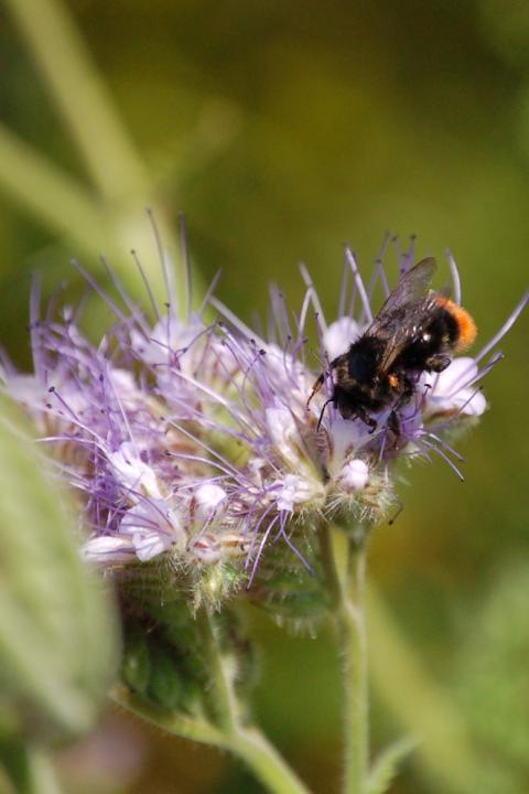 Bee on flower - pollinators biodiversity