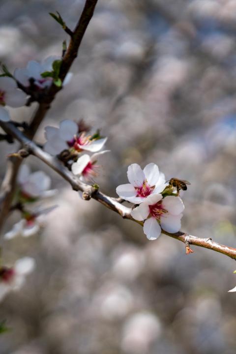 A bee on a blossom at the 500-acre plot used for the Kind Almonds Acres Initiative in Fresno, California.