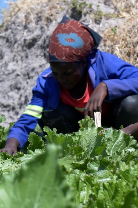 Camfed agricultural guides farming lettuce. 