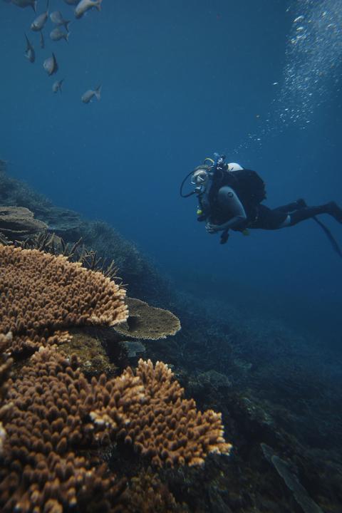 Dr. Foster dives near Abrolhos Islands in Western Australia