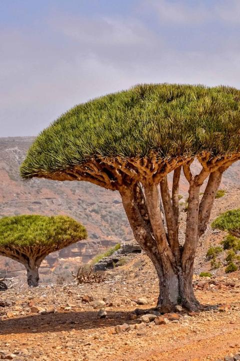 Dragons blood trees Yemen