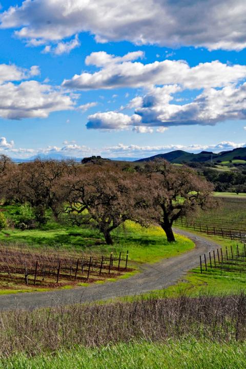 Grace Benoist Ranch Vineyard vineyard in california napa valley with blue sky and clouds - wine and climate change