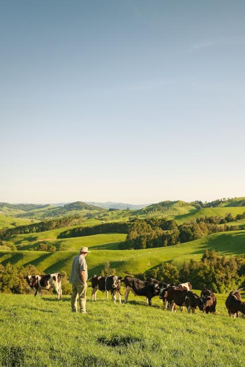 Farmer looks as cows graze in the pasture in New Zealand with green hills and blue sky in the background - animal welfare