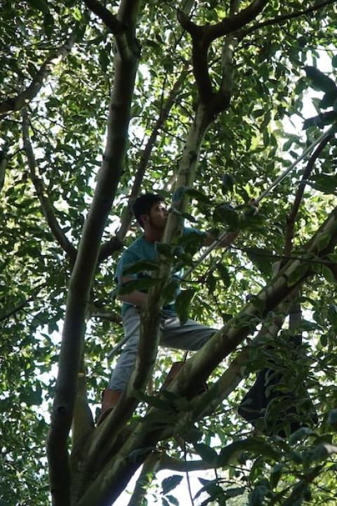 Farming avocados — man picks avocados from a tree 