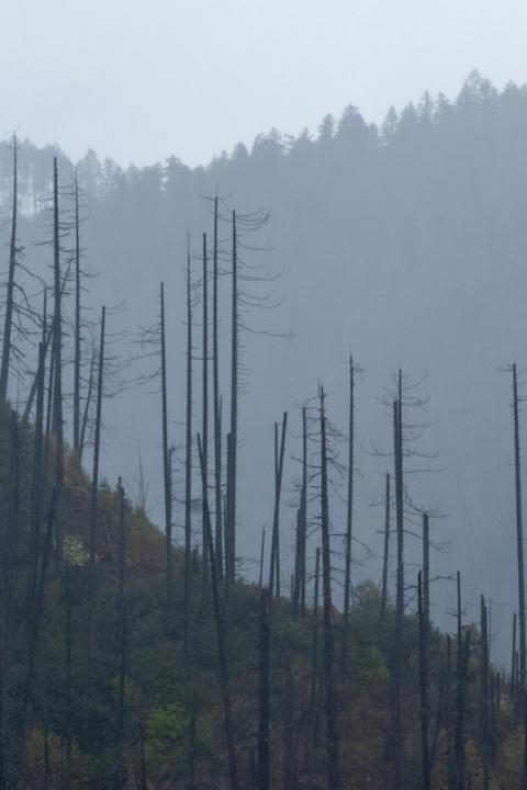 Trees left with burn scars years after a wildfire near Oakridge, Oregon.