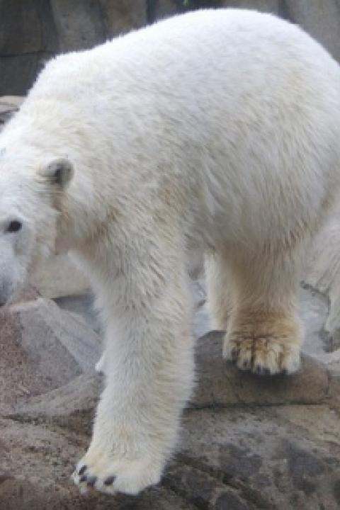 Polar-bear.jpg