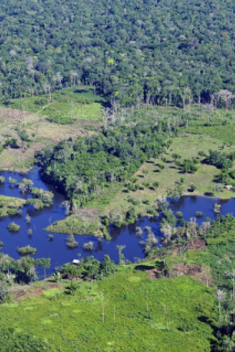 The-Amazonian-rainforest-near-Manaus-Brazil.jpg