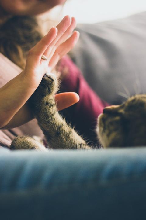 Woman touching her hand to her cat's paw