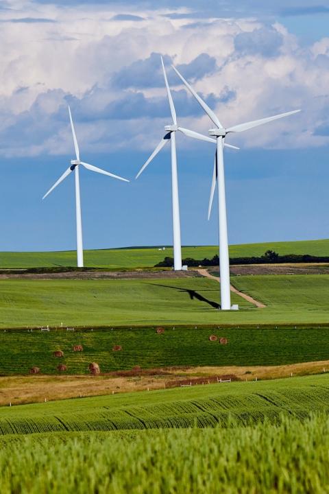 Wind turbines in a field. 