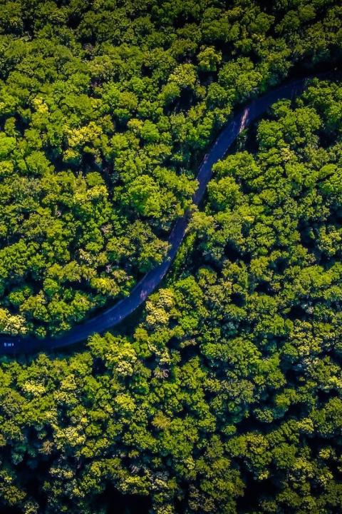 aerial shot forest - fighting deforestation