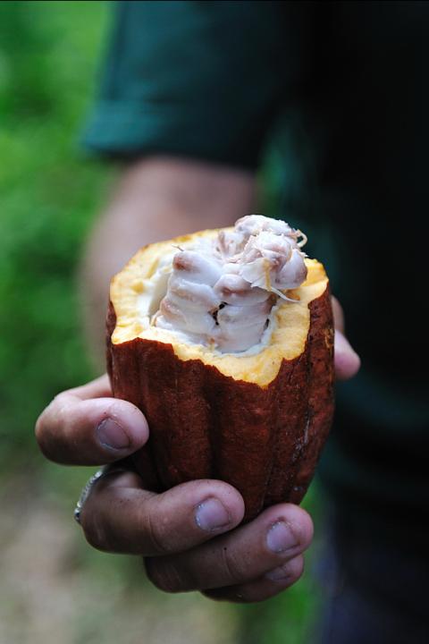 person holding cacao