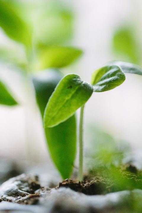 close up of plant seedlings - agriculture - climate-smart agriculture