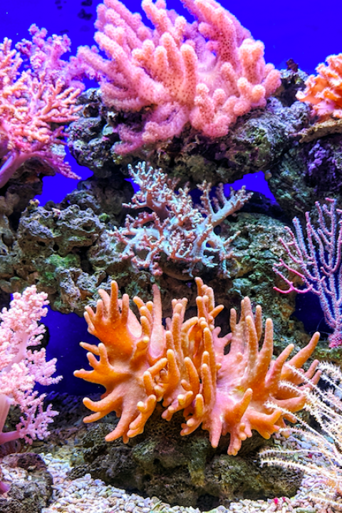 Coral Conservation