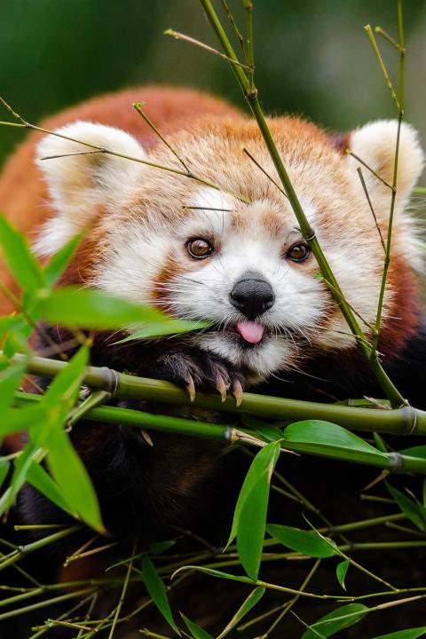endangered red panda in bamboo forest - biodiversity - biodiversity disclosures