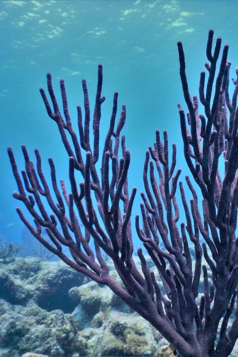 Purple coral growing underwater in the Florida Keys.