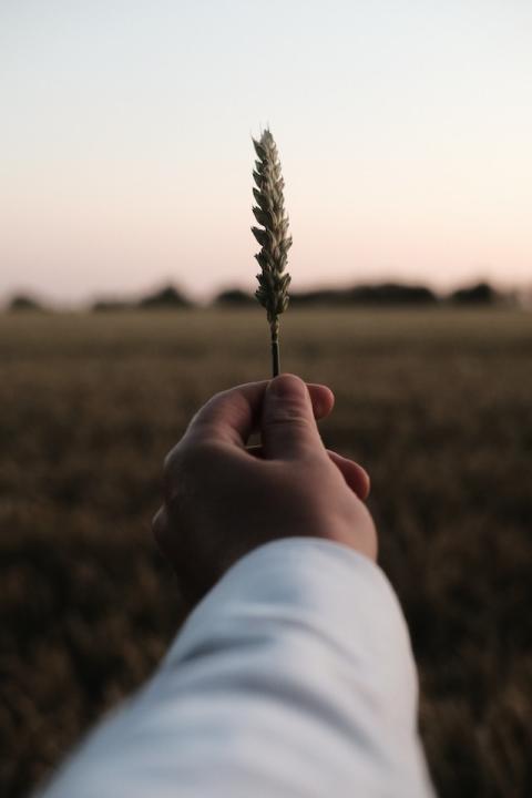 farmer holding piece of wheat