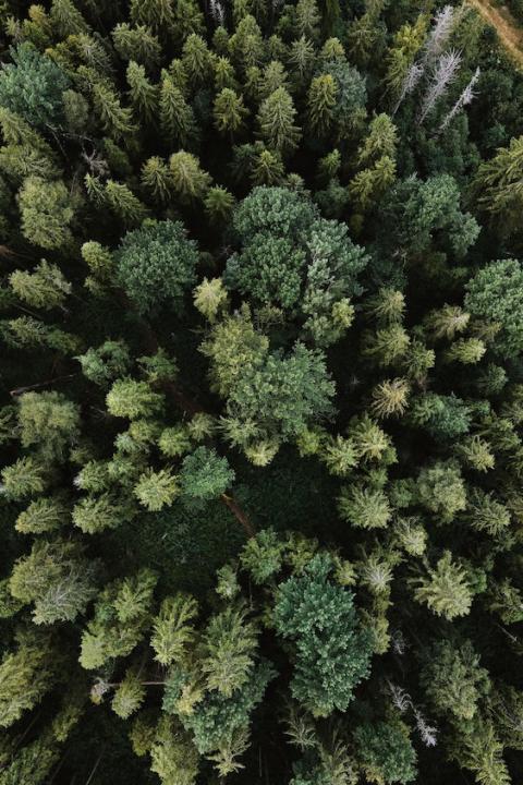 forest aerial shot - wide - tree-planting and reforestation