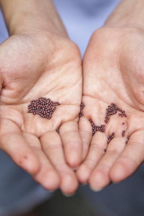 hands holding native seeds
