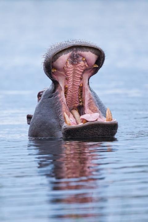 hippo with its mouth open in the water - freshwater mammals are under threat