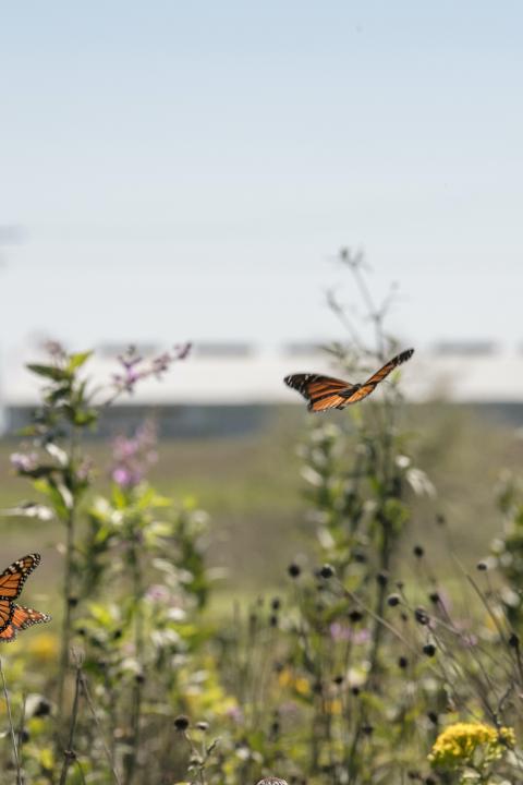monarch butterfly habitat
