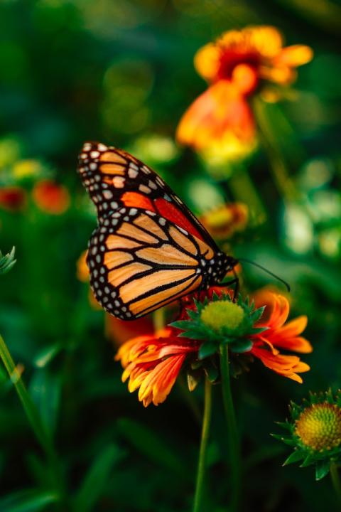 monarch butterfly orange flower