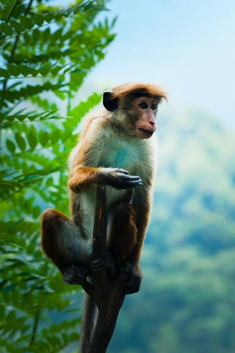 monkey in the rainforest - stop deforestation