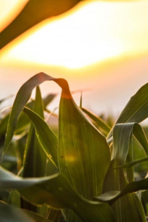 nature-field-sun-agriculture.jpg