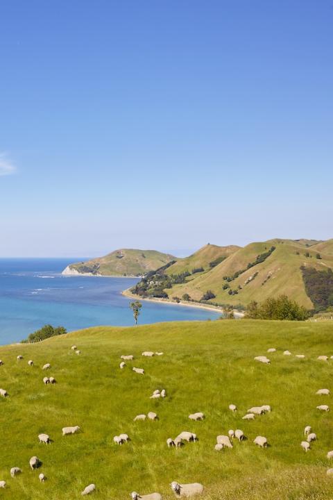 new zealand sheep farm along coast with ocean view and hills - regenerative agriculture