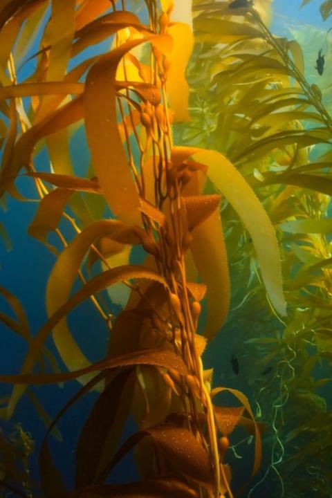 Seaweed growing underwater. 