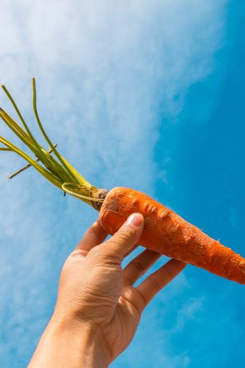 person holding carrot with blue sky background