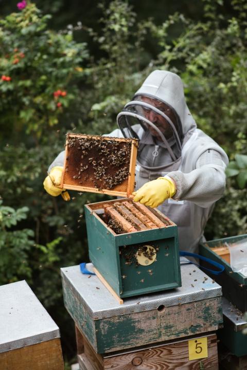 A beekeeper holding up a square of honeycomb with bees on it. 
