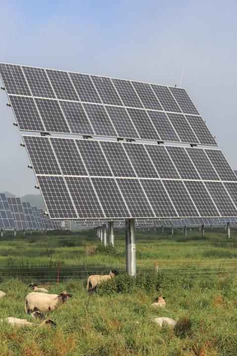 A flock of sheep grazing on a solar farm - renewable energy