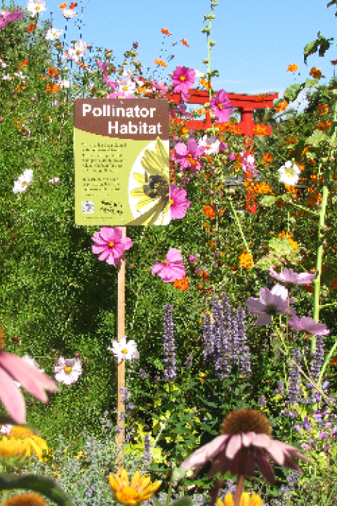 pollinator-habitat.png