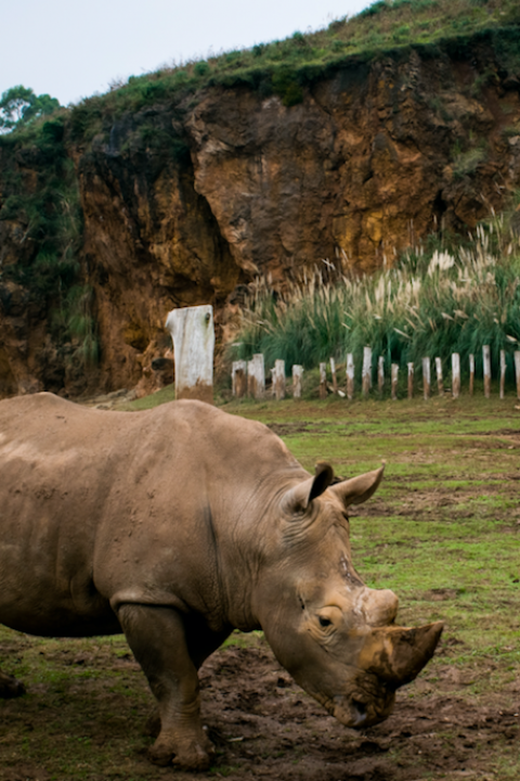 rhino bonds